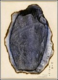 takiguchi_shuzo.jpg